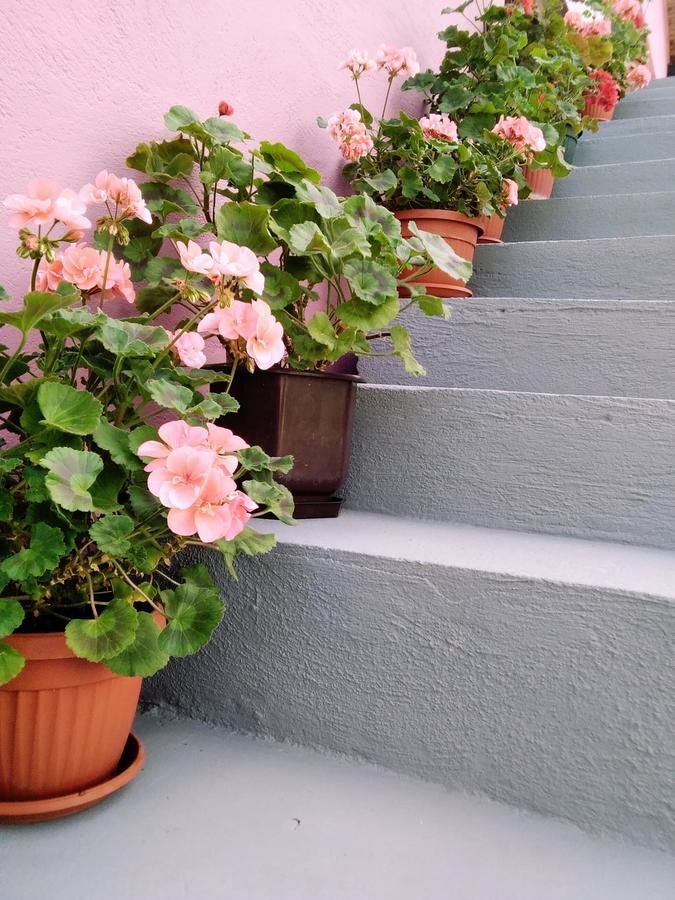 Апартаменты Apartments Obradović Milan Жабляк