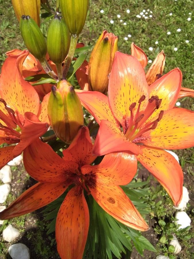 Апартаменты Apartments Obradović Milan Жабляк