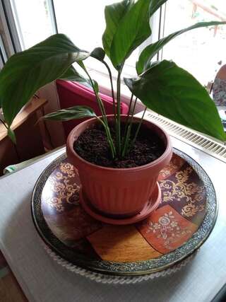 Апартаменты Apartments Obradović Milan Жабляк Апартаменты с 1 спальней и балконом-6