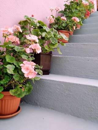 Апартаменты Apartments Obradović Milan Жабляк Апартаменты с 1 спальней и балконом-2