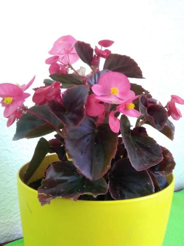 Апартаменты Apartments Obradović Milan Жабляк-67